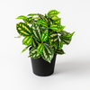 Artificial Calathea
