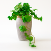 Artificial Trailing Clover Plant in Textured Ceramic Pot