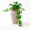 Artificial Trailing Ivy Plant in Rustic Ribbed Vase