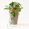 Artificial Trailing Heartleaf Plant in Textured Pot