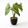 Artificial Alocasia Plant in Matte Black Pot