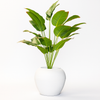 Tall Artificial Banana Leaf Plant in White Textured Pot