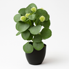 Artificial Peperomia Plant