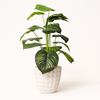 Artificial Monstera Plant with White Textured Pot