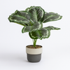 Artificial Calathea Orbifolia in Two-Tone Ceramic Pot