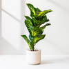 Tropical Glow Dieffenbachia – Faux Plant in White Pot