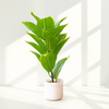 Lime Vein Ficus – Faux Plant in Matte White Pot