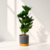 Modern Artificial Rubber Plant in Gray & Gold Ceramic Pot