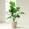 Artificial Monstera Deliciosa in Geometric Pot