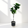 Artificial Fiddle Leaf Fig in Woven Black Pot