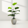 Artificial Calathea Plant in White Textured Pot