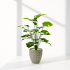 Artificial Monstera Plant in Textured Pot