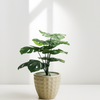 Artificial Monstera Plant in Geometric Pot