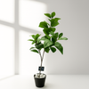 Artificial Green Ficus Plant in Black Pot