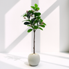 Artificial Magnolia Bud Plant in White Textured Pot