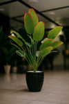 Artificial Red-Edged Bird of Paradise in black Textured Pot
