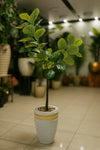 Artificial Fiddle Leaf Fig in White & Gold Pot