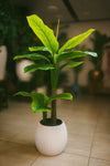 Artificial Banana Tree in Ribbed White Pot
